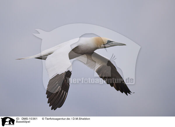Basstlpel / northern gannet / DMS-10361