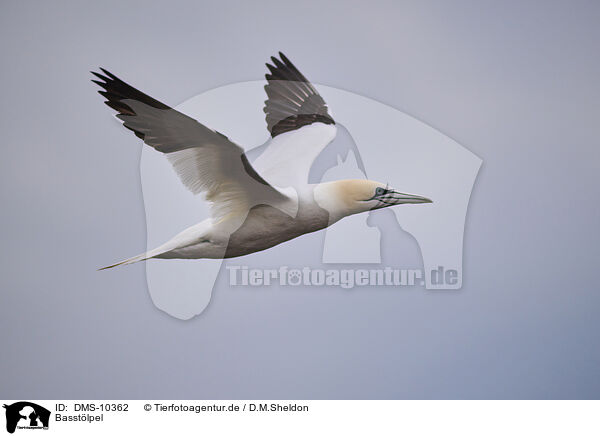 Basstlpel / northern gannet / DMS-10362