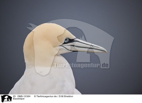 Basstlpel / northern gannet / DMS-10364