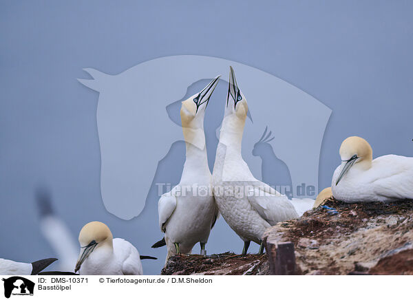 Basstlpel / northern gannet / DMS-10371