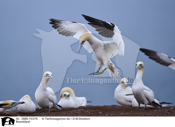Basstlpel / northern gannet / DMS-10376