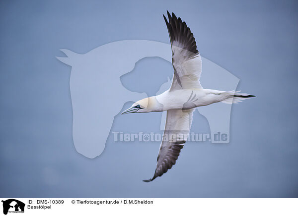 Basstlpel / northern gannet / DMS-10389