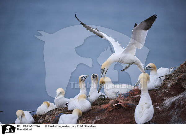 Basstlpel / northern gannet / DMS-10394