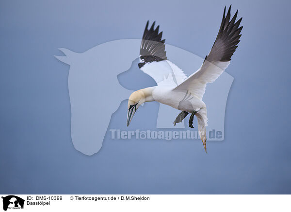 Basstlpel / northern gannet / DMS-10399