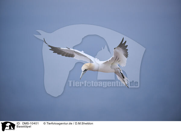 Basstlpel / northern gannet / DMS-10401