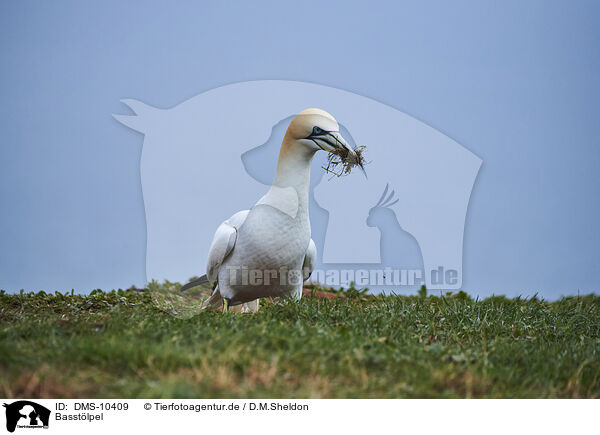 Basstlpel / northern gannet / DMS-10409