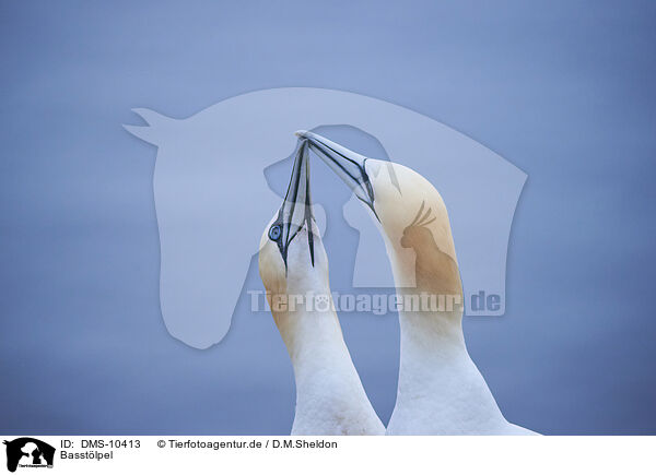 Basstlpel / northern gannet / DMS-10413