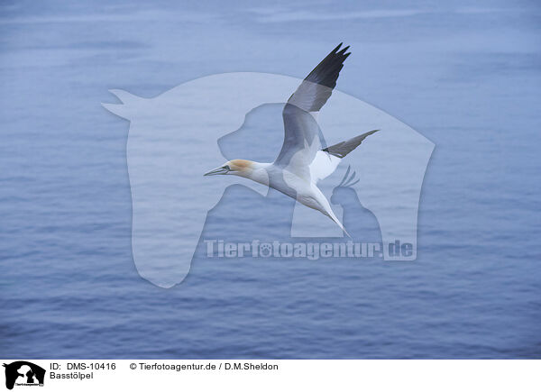 Basstlpel / northern gannet / DMS-10416