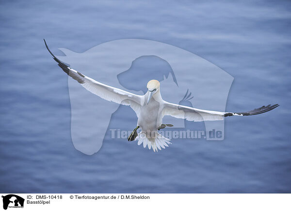 Basstlpel / northern gannet / DMS-10418