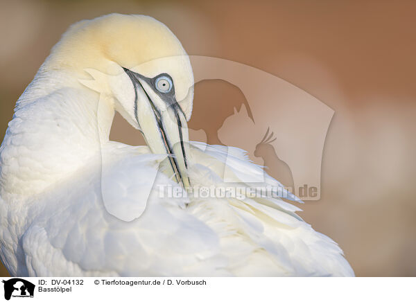 Basstlpel / northern gannet / DV-04132