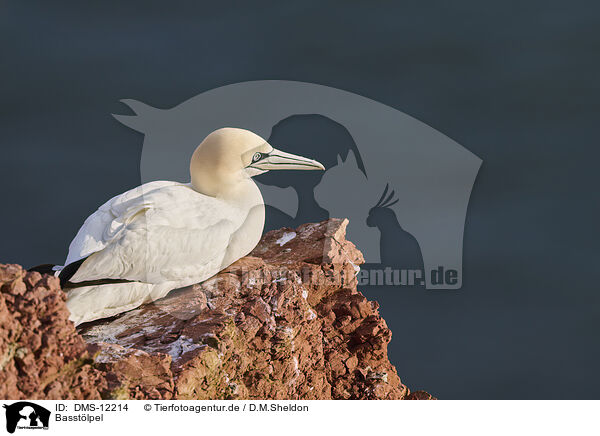 Basstlpel / gannet / DMS-12214
