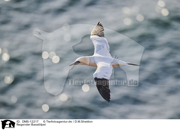 fliegender Basstlpel / flying gannet / DMS-12217
