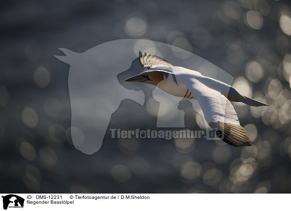 fliegender Basstlpel / flying gannet / DMS-12231