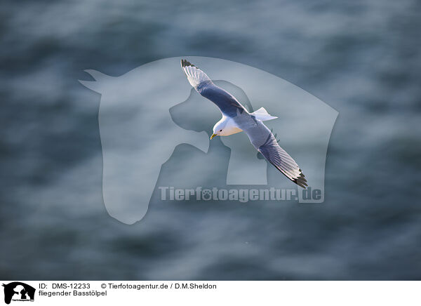 fliegender Basstlpel / flying gannet / DMS-12233