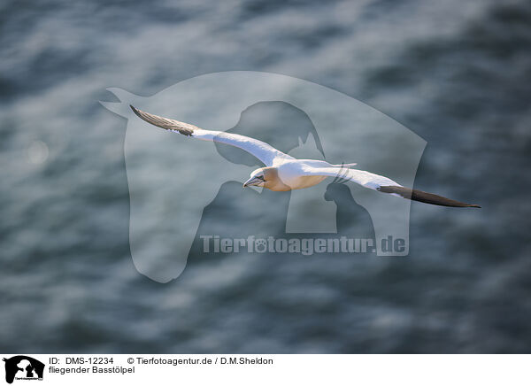 fliegender Basstlpel / DMS-12234