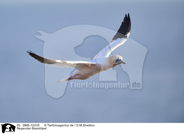 fliegender Basstlpel / DMS-12235