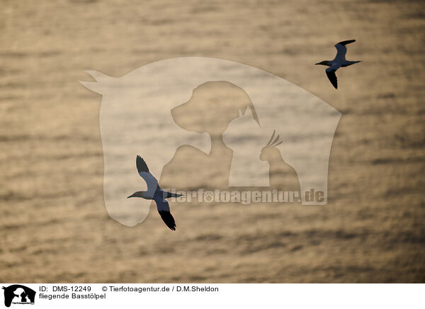 fliegende Basstlpel / DMS-12249