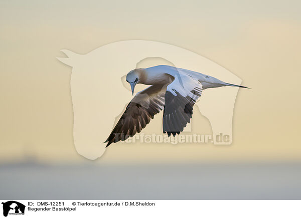 fliegender Basstlpel / flying gannet / DMS-12251