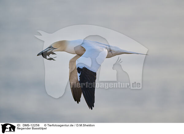 fliegender Basstlpel / flying gannet / DMS-12258