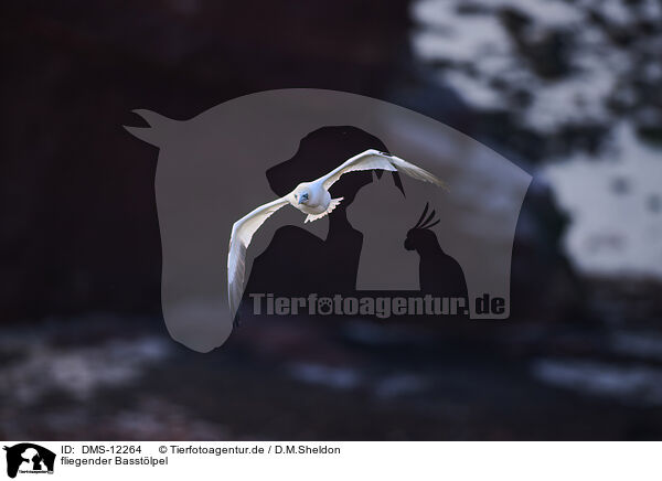 fliegender Basstlpel / flying gannet / DMS-12264