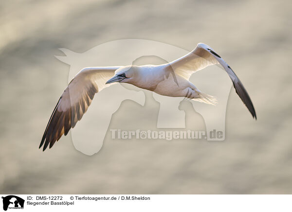 fliegender Basstlpel / flying gannet / DMS-12272