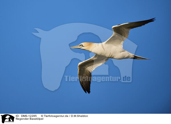 fliegender Basstlpel / flying gannet / DMS-12285