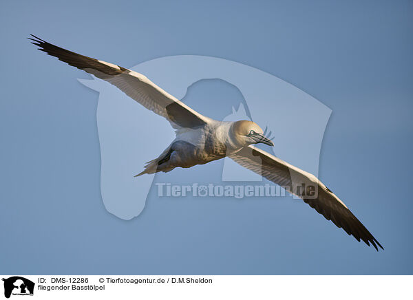 fliegender Basstlpel / flying gannet / DMS-12286
