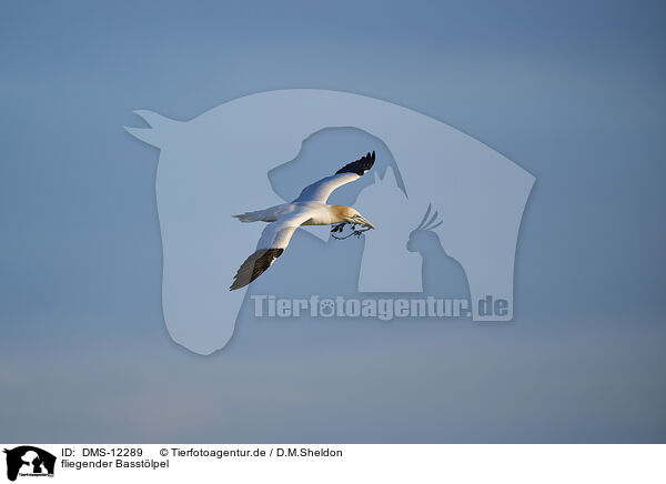 fliegender Basstlpel / flying gannet / DMS-12289