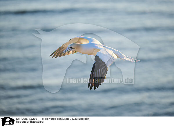 fliegender Basstlpel / flying gannet / DMS-12298