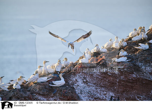 Basstlpel / gannet / DMS-12305
