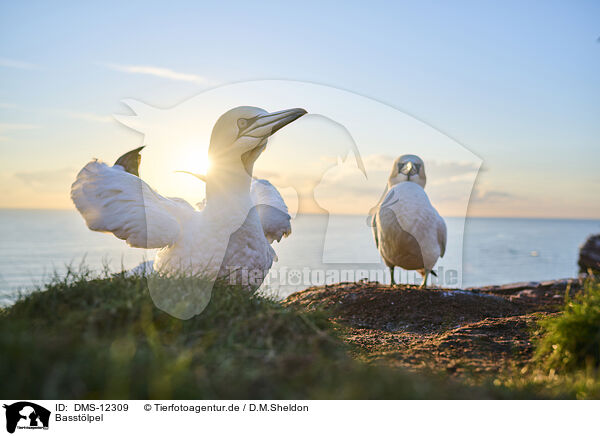 Basstlpel / gannet / DMS-12309