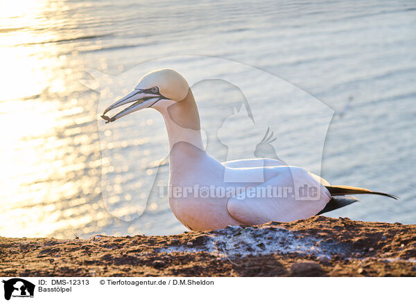 Basstlpel / gannet / DMS-12313