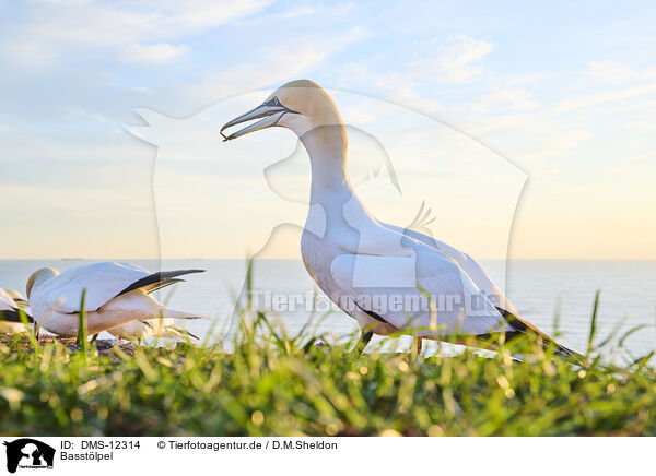 Basstlpel / gannet / DMS-12314