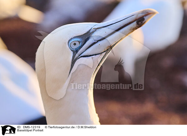 Basstlpel Portrait / gannet portrait / DMS-12319
