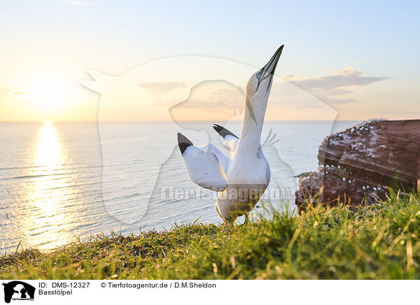 Basstlpel / gannet / DMS-12327