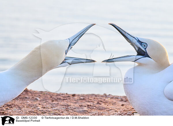 Basstlpel Portrait / gannet portrait / DMS-12330