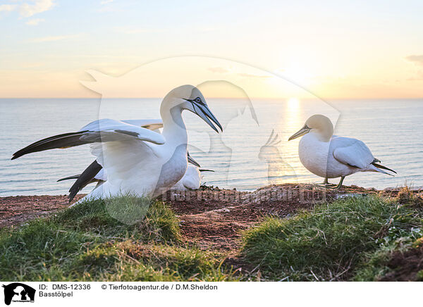 Basstlpel / gannet / DMS-12336