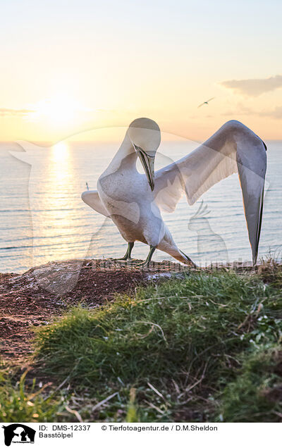 Basstlpel / gannet / DMS-12337