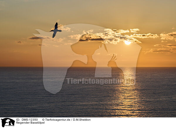 fliegender Basstlpel / flying gannet / DMS-12350