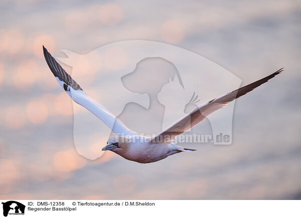 fliegender Basstlpel / DMS-12358
