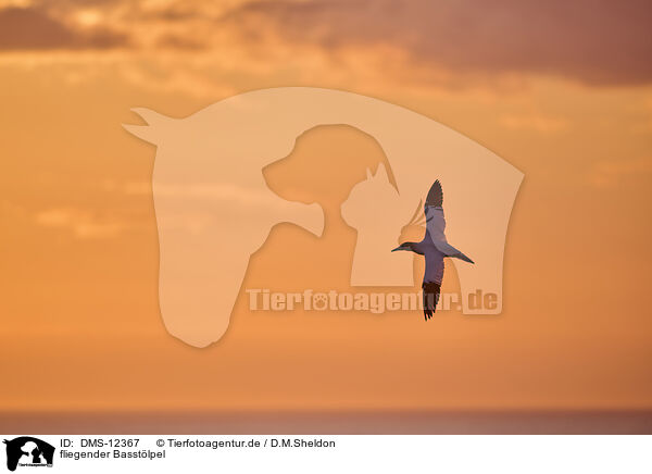 fliegender Basstlpel / flying gannet / DMS-12367