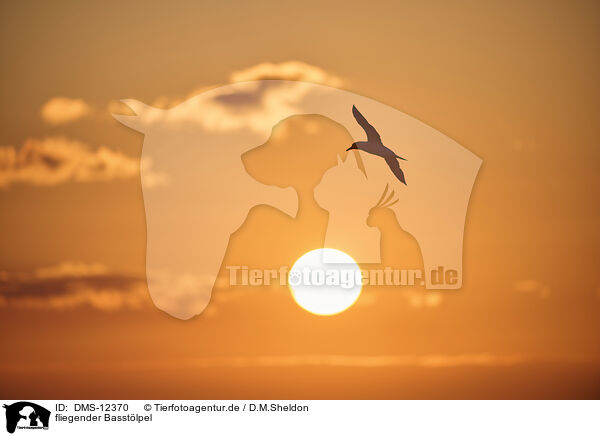fliegender Basstlpel / flying gannet / DMS-12370