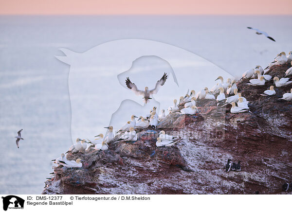 fliegende Basstlpel / flying gannets / DMS-12377