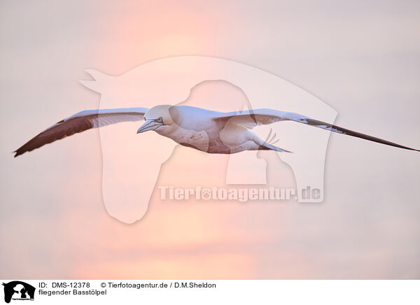 fliegender Basstlpel / flying gannet / DMS-12378