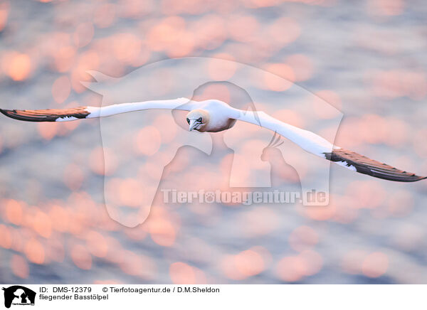 fliegender Basstlpel / flying gannet / DMS-12379