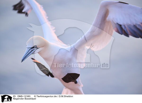 fliegender Basstlpel / flying gannet / DMS-12380