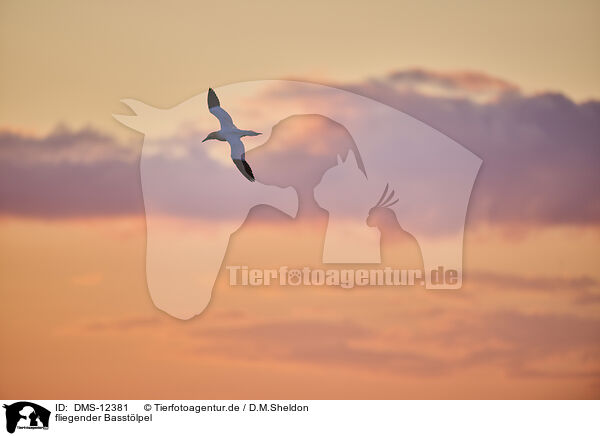 fliegender Basstlpel / DMS-12381