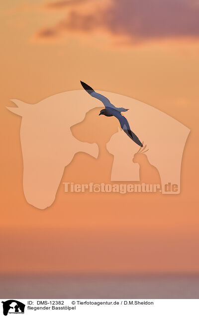 fliegender Basstlpel / flying gannet / DMS-12382