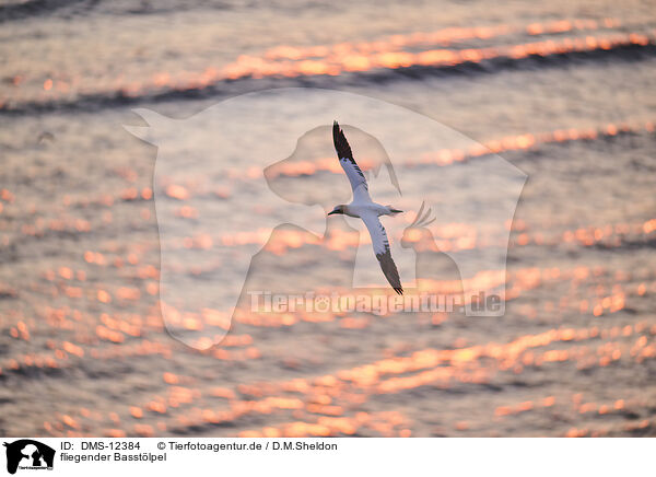 fliegender Basstlpel / flying gannet / DMS-12384