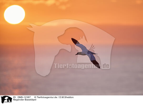 fliegender Basstlpel / flying gannet / DMS-12387